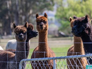 Alpine Alpacas